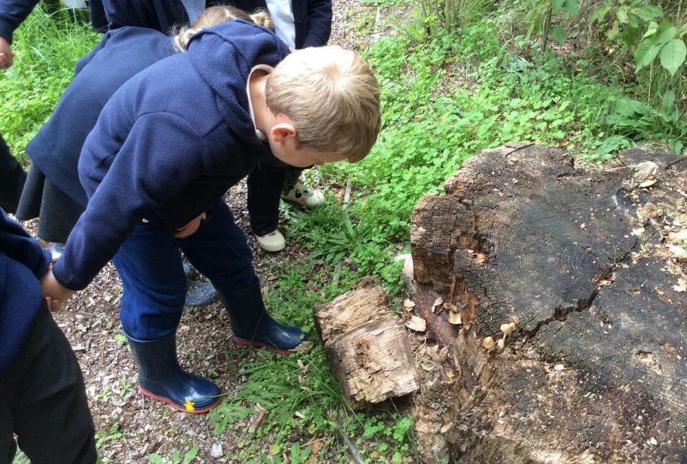 Forest Fun
