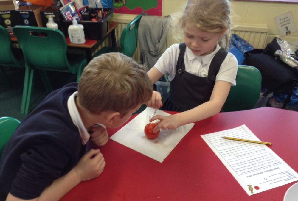 Embalming Tomatoes!