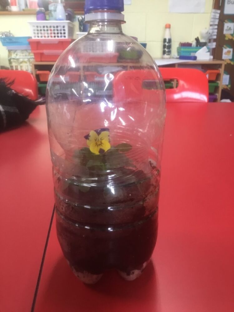 Cloud Forest Terrariums Stratford St Mary Primary School Suffolk