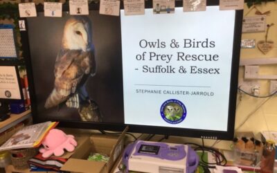 Owls and Birds of Prey Talk