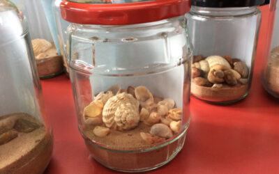 Seaside and Shells