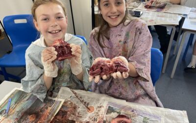 Heart Dissection Year 6