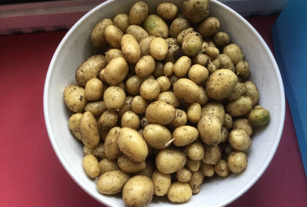 Harvesting Potatoes