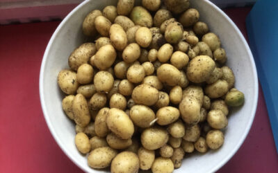 Harvesting Potatoes