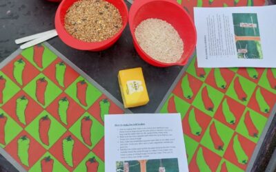 Woodpeckers – Bird Feeders