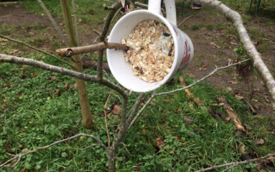 Forest Fun – Birds